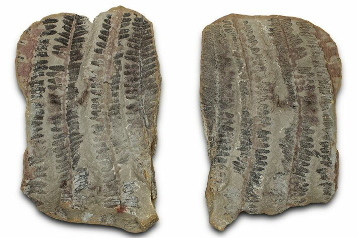 Fossil Fern (Pecopteris) Nodule Pos/Neg - Mazon Creek #325907